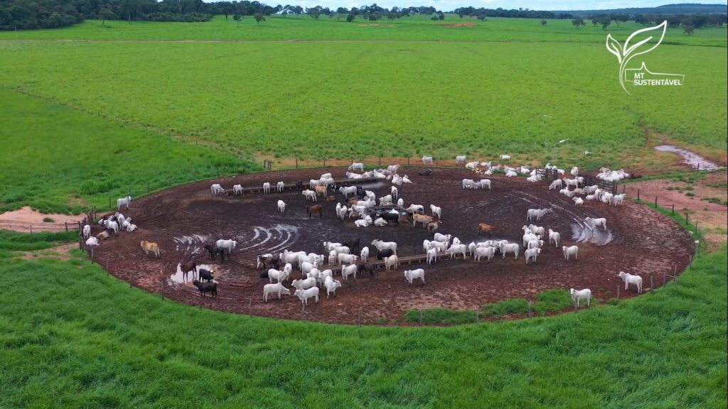 Dejetos de confinamento viram fertilizante em fazenda pecuaria