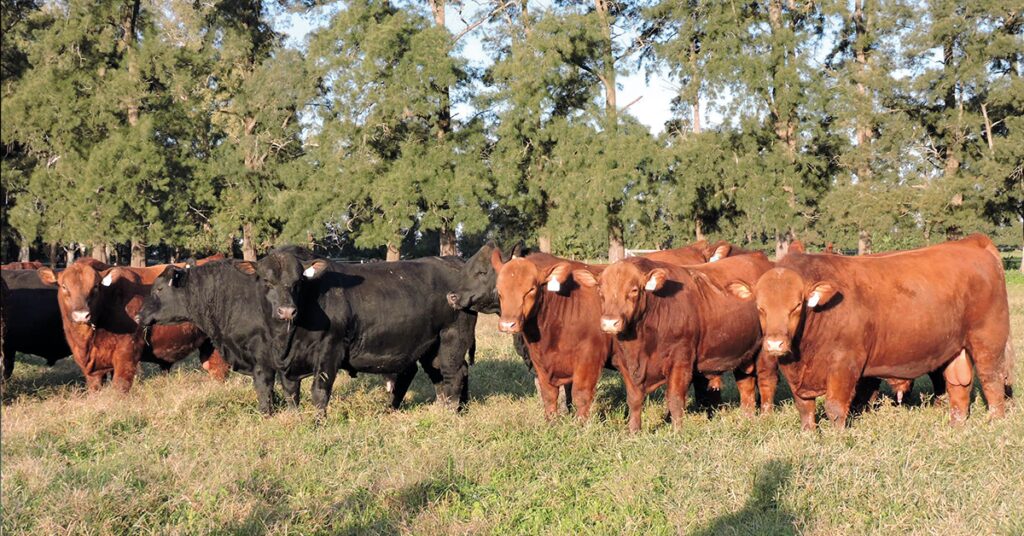 ExpoLondrina debate eficiencia na reproducao bovina brasileira • Portal DBO