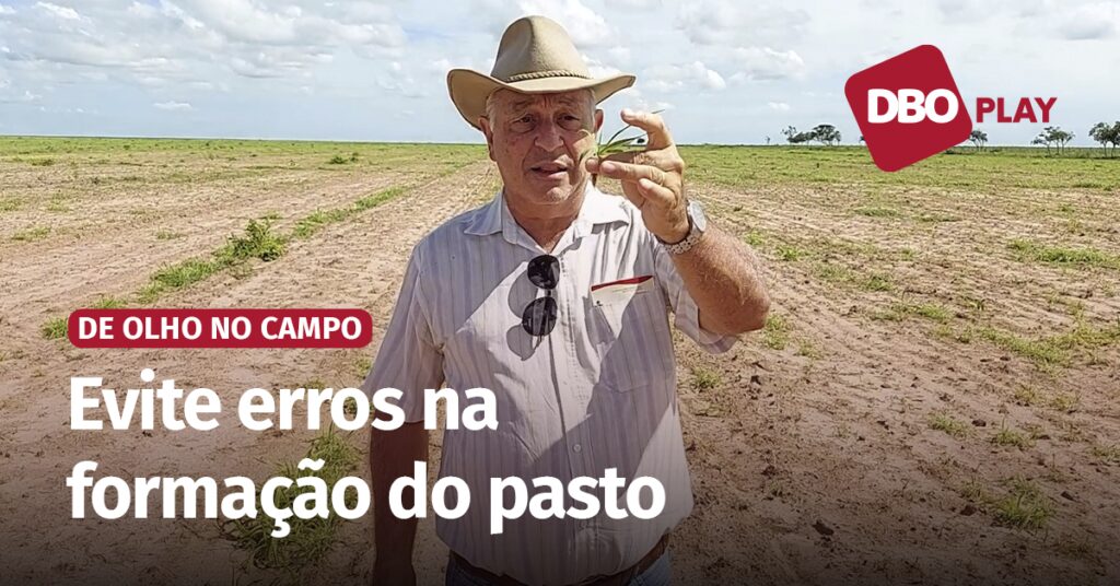 Fique atento a profundidade no plantio da semente de pastagem