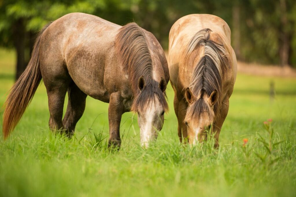 5 dicas para o manejo dos cavalos na fazenda. - Blog Premix