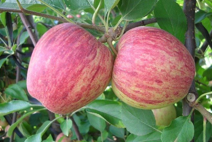 Maca Manejo de pragas e exigencias de LMR para fruta