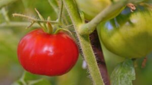 Tomates exoticos ganham mais e mais apreciadores no Brasil