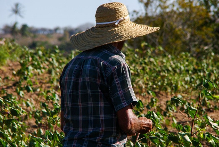 Transicao agroecologica traz beneficios economicos para agricultores do Ceara