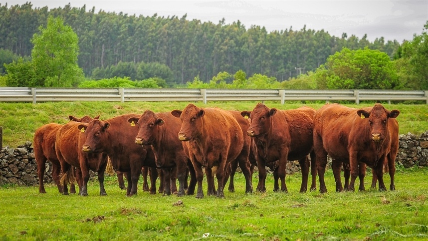 Tribunal do Brasil proibe exportacoes de gado vivo por questoes