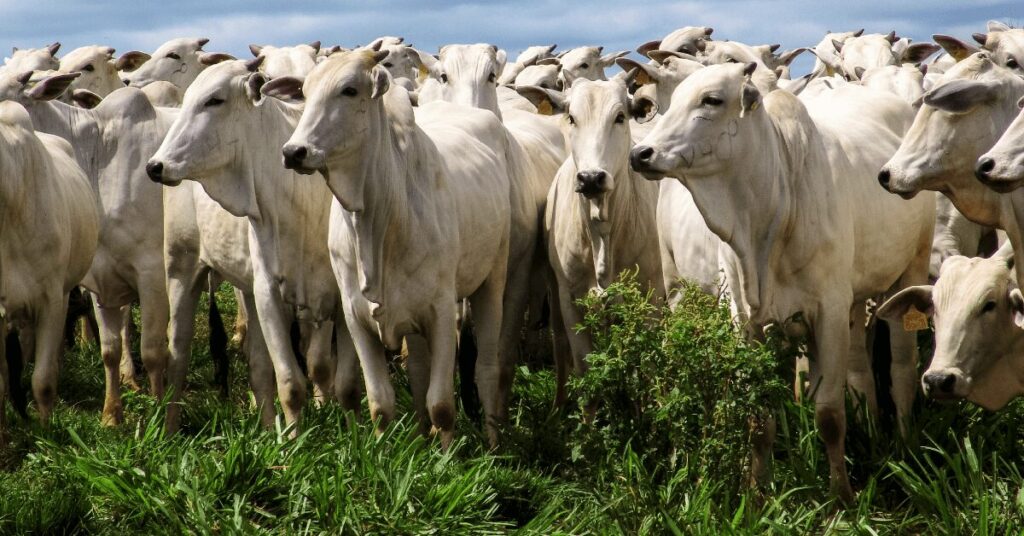 a nova velha historia de como o brasil tirar bem mais de sua pecuaria de corte portal dbo