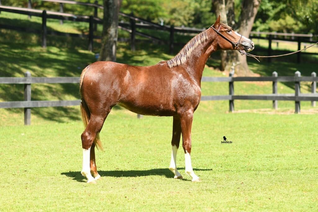 abccrm chancela 2o leilao mangalarga jeb que ocorre neste sabado 29 04