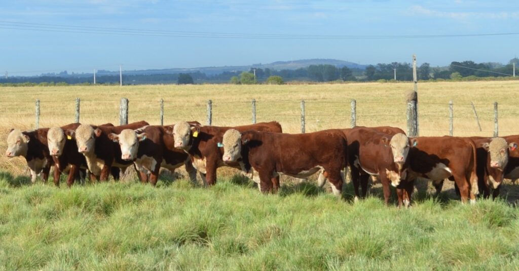 doenças, pecuária leiteira, brucelose, tuberculose, Rio Grande do Sul, SEAPDR, MAPA, saúde animal, saúde humana.