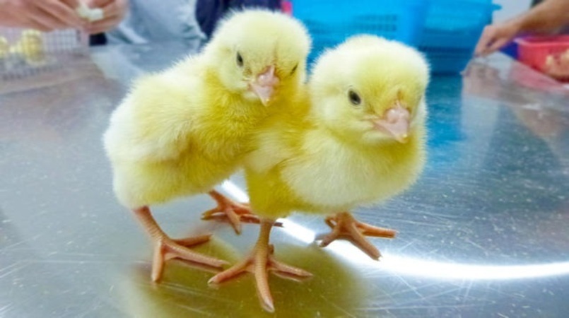 ABPA: Exportações de genética avícola crescem 93,7% em março