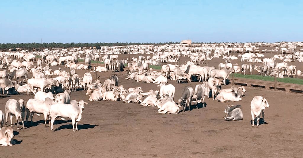 abril fecha com mercado enfraquecido arroba atinge mesmo nivel do embargo chines