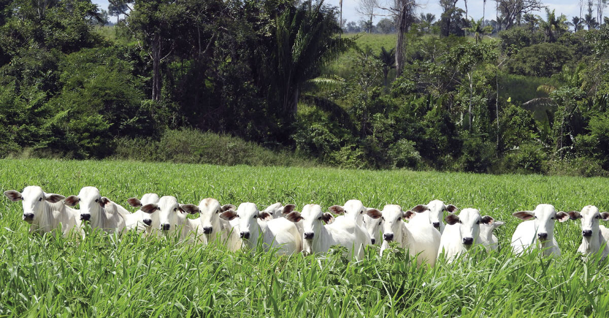 Ágio do bezerro sobre arroba do boi gordo recua para 32,4% no MT • Portal DBO 1 Ágio do bezerro sobre arroba do boi gordo recua para 32,4% no MT • Portal DBO