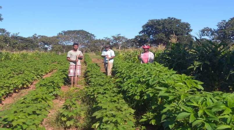 Agricultura familiar: Saiba quais produtos têm desconto no Pronaf em abril