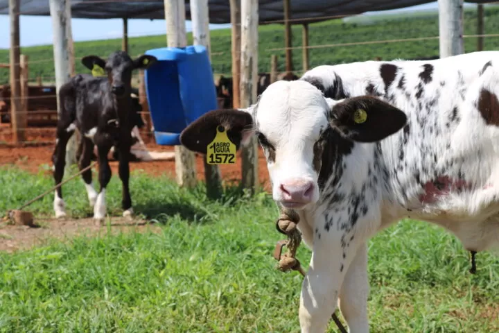 aleitamento de bezerras x producao de leite