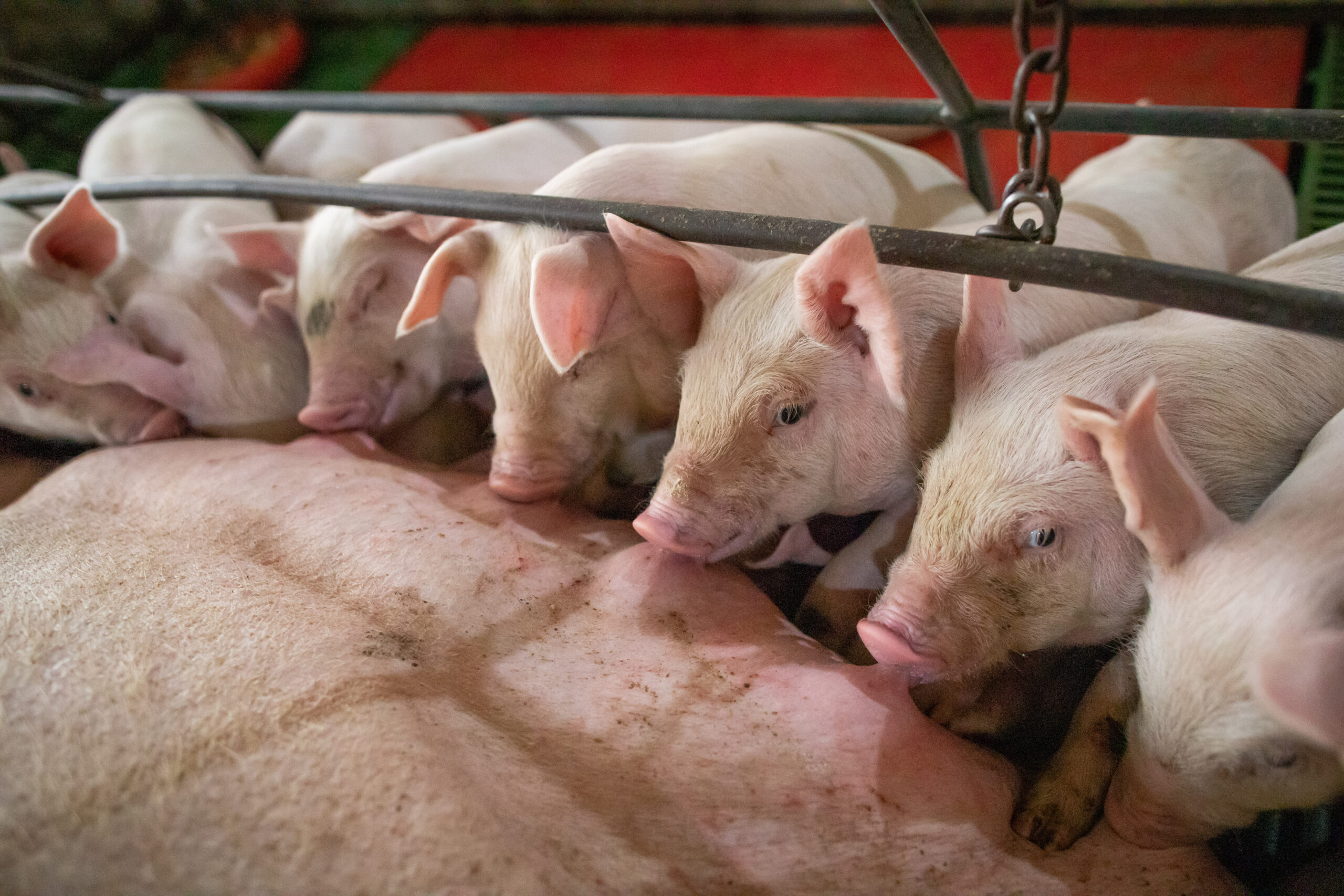 anemia ferropriva e coccidiose nas granjas de suinos 1