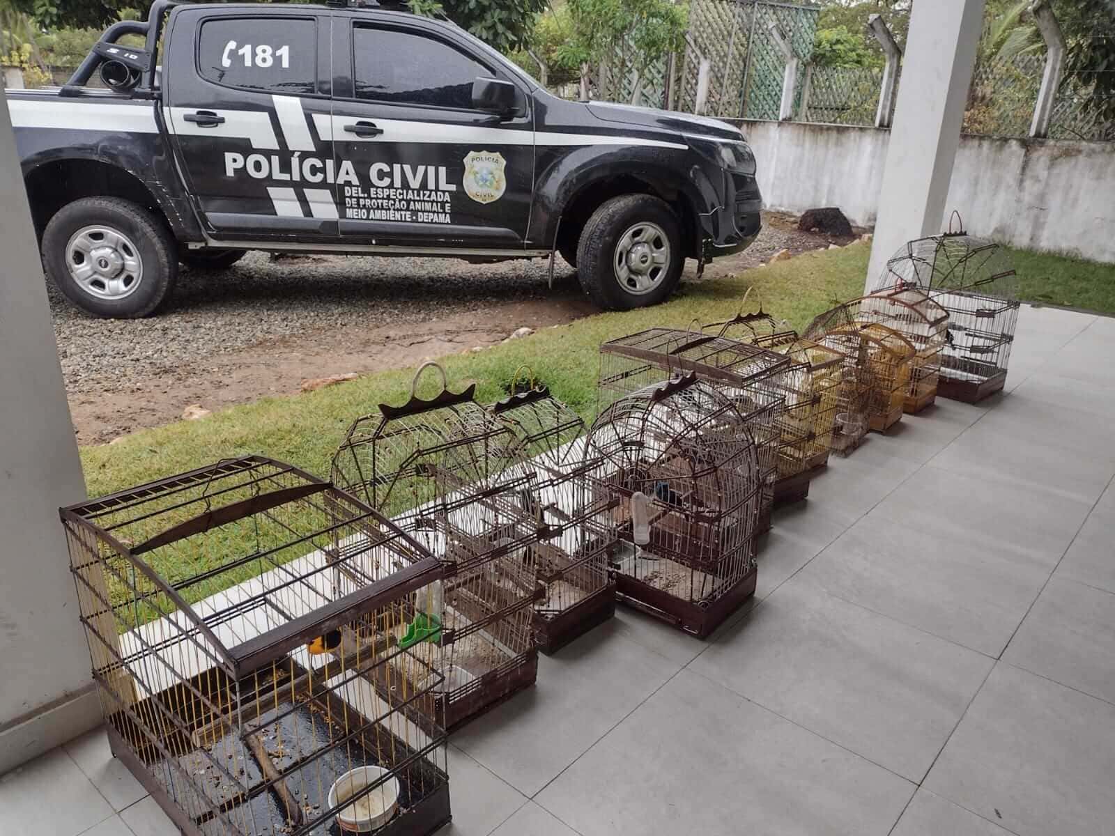 Polícia Civil, apreensão, pássaros silvestres, cativeiro, proteção da fauna