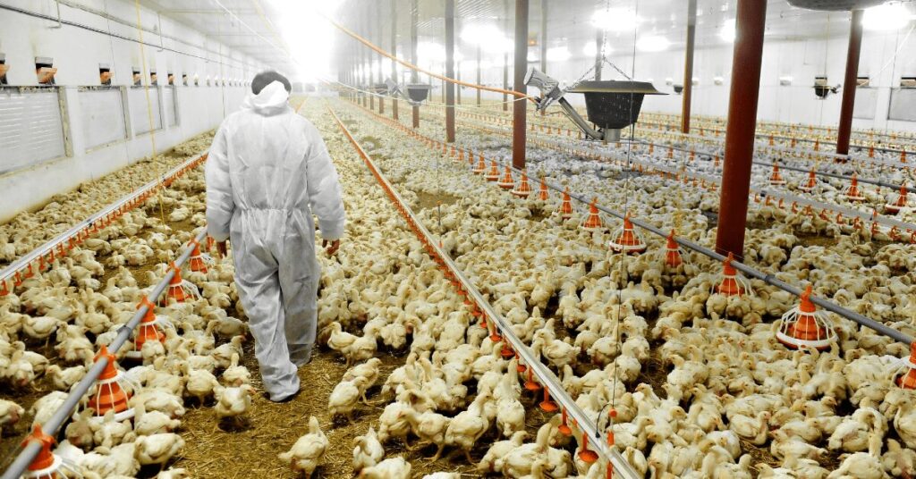 associacao brasileira de proteina animal lanca seu relatorio anual 2023 portal dbo