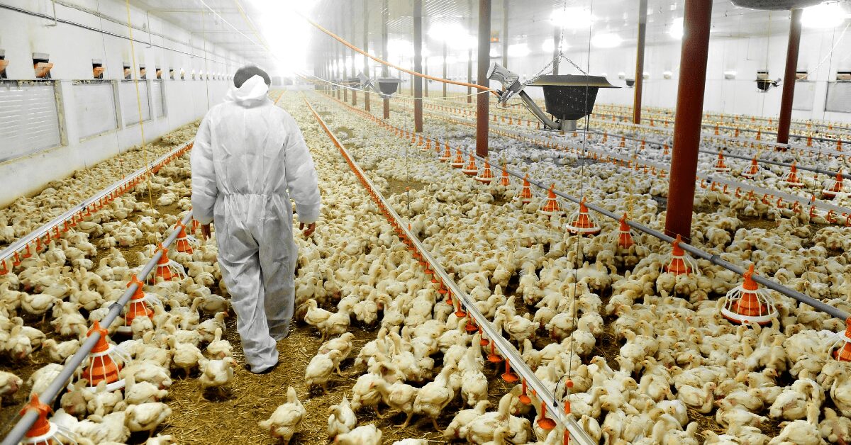 associacao brasileira de proteina animal lanca seu relatorio anual 2023 portal dbo