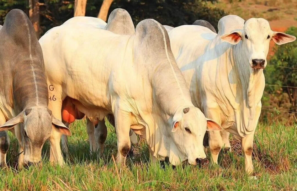 auge da safra em maio pode fazer arroba do boi gordo despencar