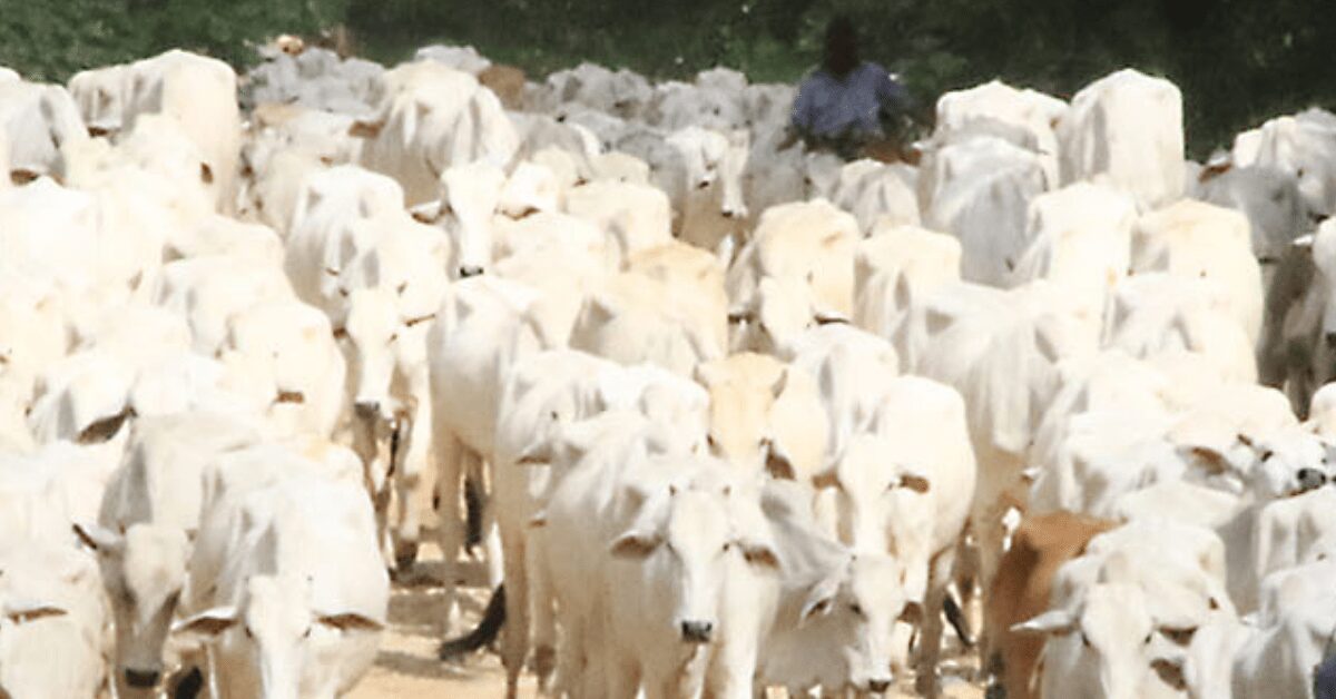 aumento da oferta de machos pressiona cotacao da arroba em sao paulo portal dbo
