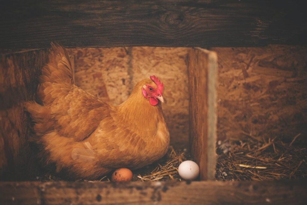 avicultura como iniciar uma producao de aves 1