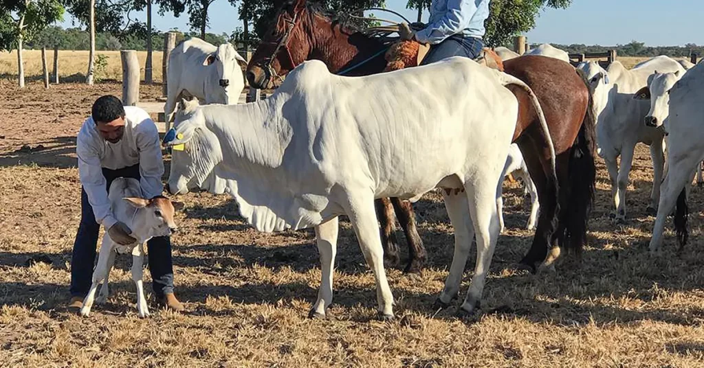 bezerro importante e eficaz para a pecuaria