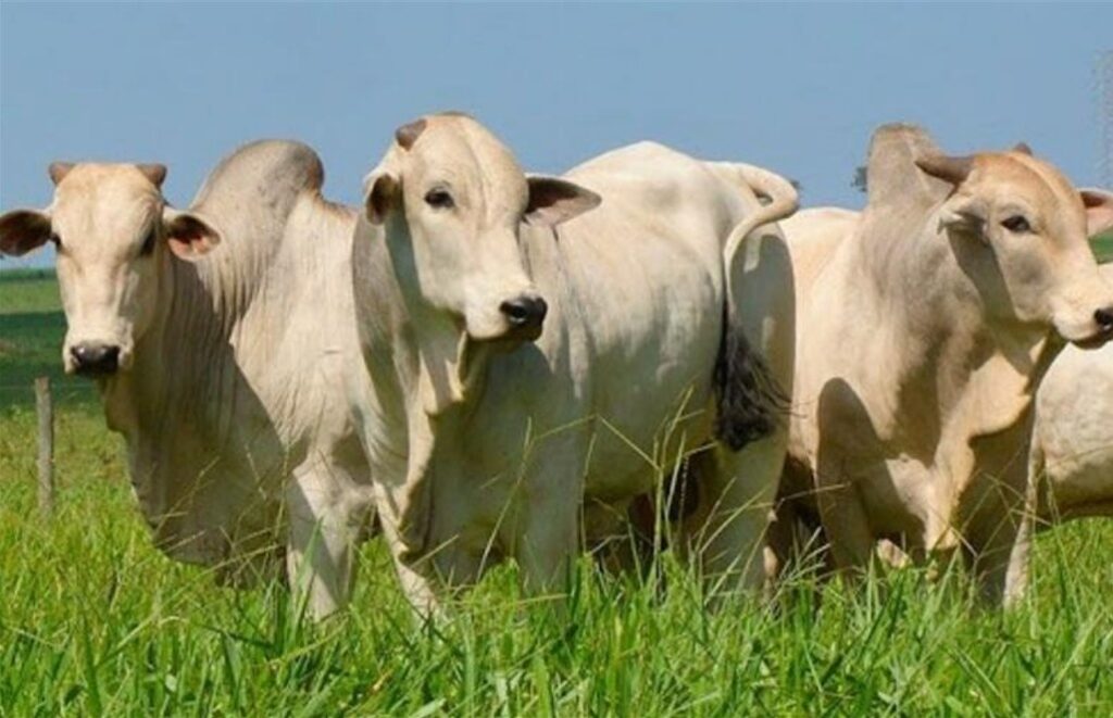 Arroba do boi no Inicio de abril O Que Esperar ? 2 boi, oferta, preço, dólar, mercado, pecuaristas.