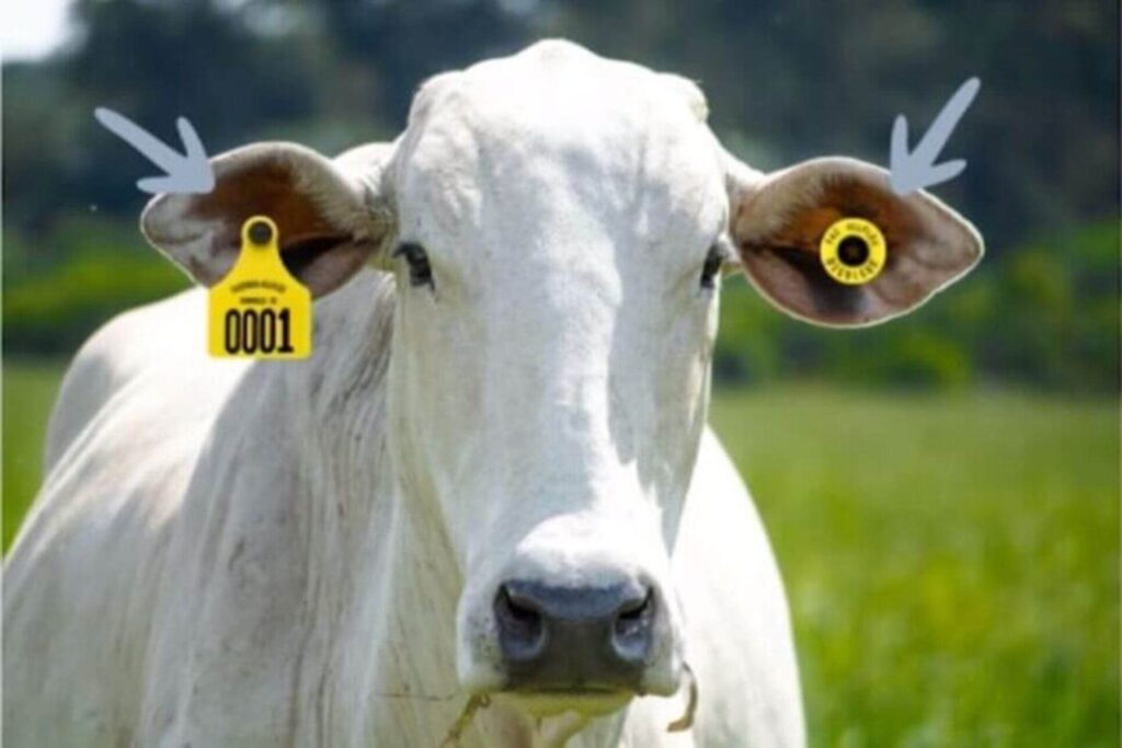 Brinco bovino é a melhor forma de identificar o rebanho 2 brinco bovino, identificação de animais, marcação de gado, rastreabilidade, controle do rebanho, bovinocultura, gestão de fazendas, saúde animal, bem-estar animal, legislação.