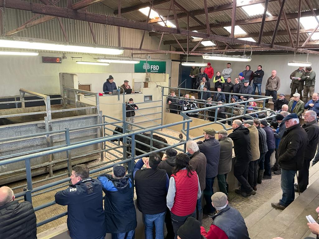 bullocks cross e4 25 kg at sixmilebridge organic sale
