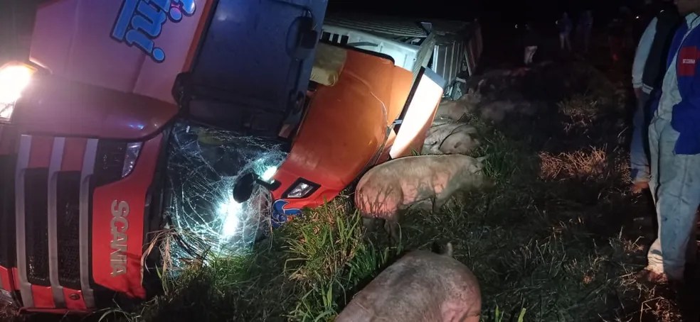 caminhao com porcos sai da pista e tomba