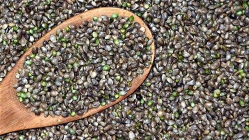 Cânhamo industrial tem crescimento significativo