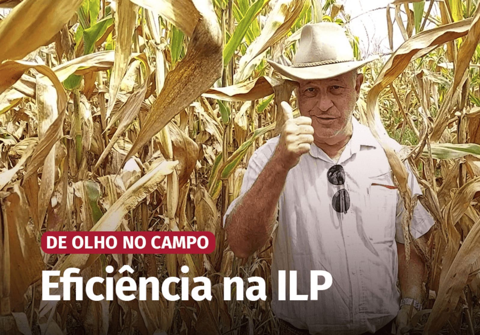 capim Paiaguás, integração lavoura-pecuária, produção de grãos, produção de carne bovina, parceria, benefícios, sistema de produção, pecuária, agricultura.