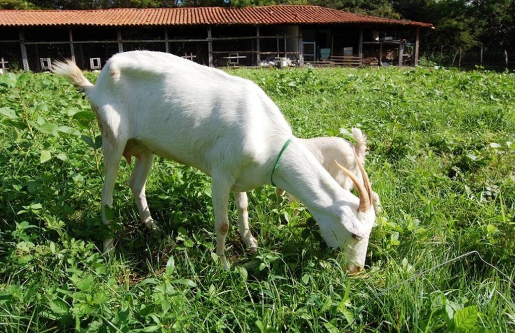 caprinos bovinos e ovinos estao sendo disponibilizados para venda direta 1