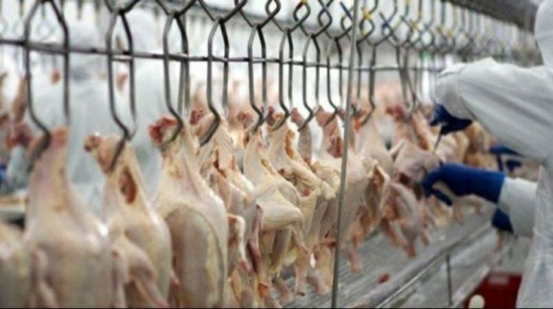 Aumento das vendas externas garante novo recorde e sustenta preço interno da carne de frango