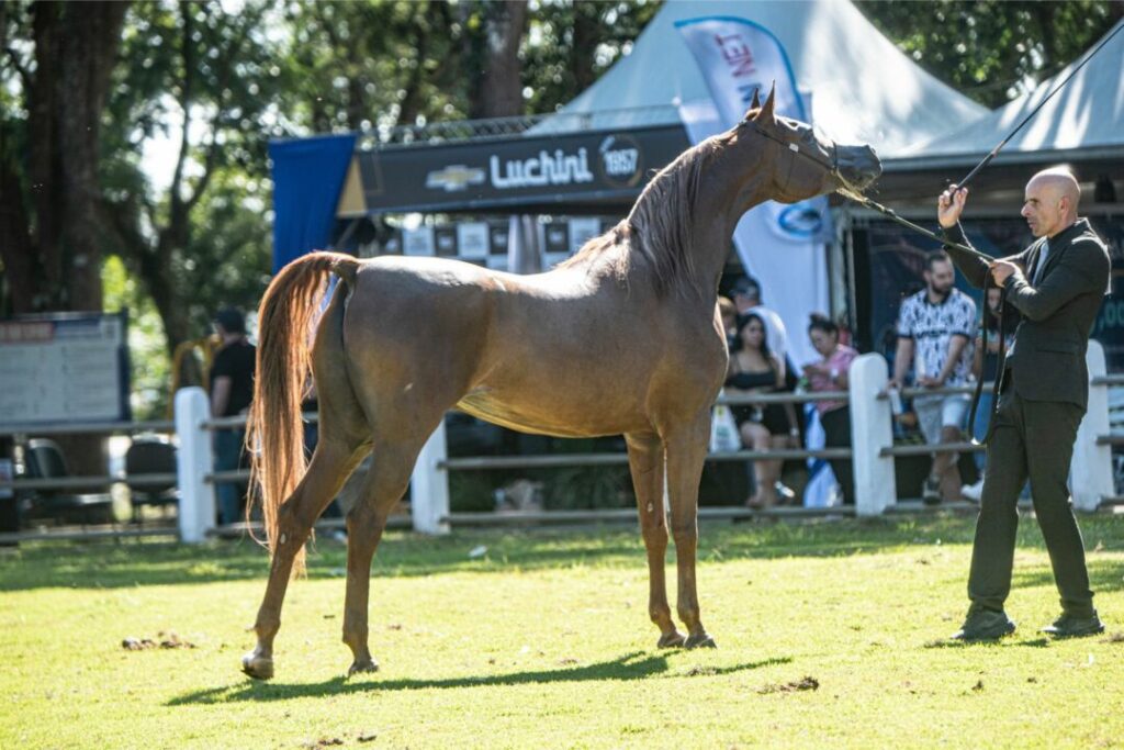 Cavalo Árabe chama atenção durante Expoagro em Bragança Paulista (SP) 2 Cavalo Árabe chama atenção durante rodeio em Bragança Paulista (SP)