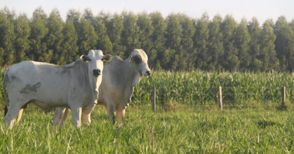 Combate à fome e promoção de agricultura sustentável são desafios da Embrapa em seus 50 anos • Portal DBO 2 combate a fome e promocao de agricultura sustentavel sao desafios da embrapa em seus 50 anos portal dbo