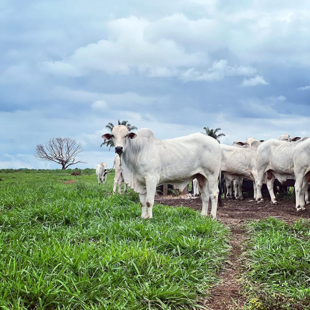 verminose no gado, prevenção da verminose, tratamento da verminose, vermífugos, médico veterinário.