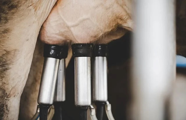 Como os produtores de leite estão buscando apoio para lidar com a crise no setor? 1 custos de produção, leite, pecuária leiteira, margens de lucro, produtividade, mercado do leite, produção de leite, preço do leite, rentabilidade, queda na captação.