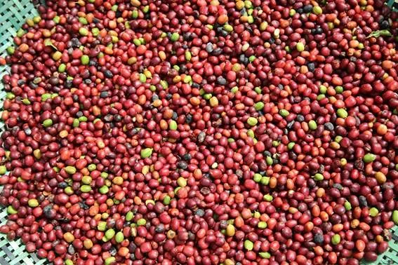 conab divulga novos precos minimos da laranja in natura e do cafe