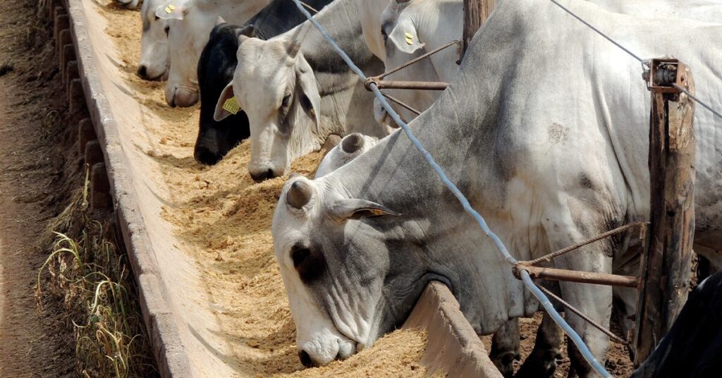 confinamento em 2023 podera ter otimos resultados portal dbo