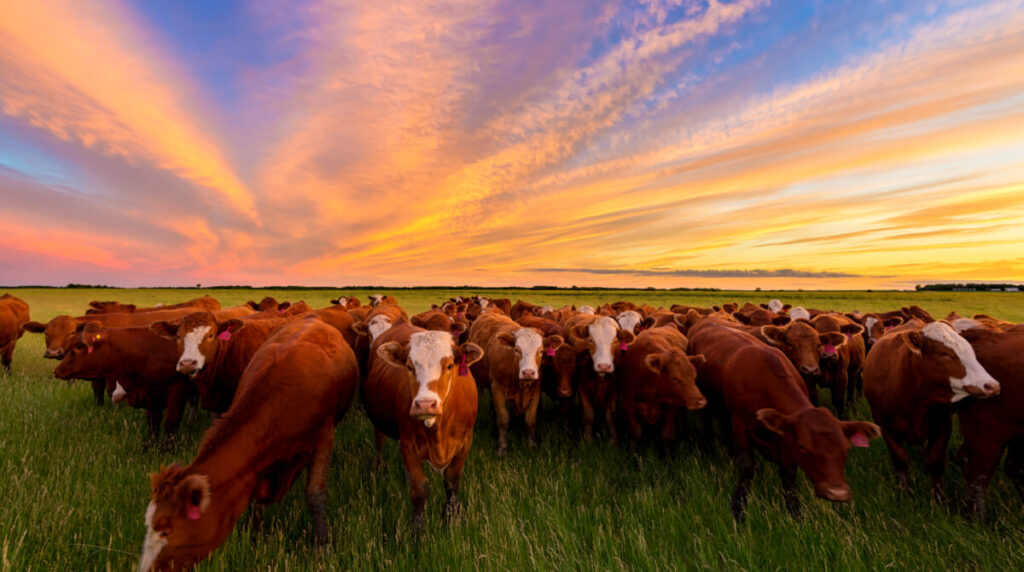 conversao de pastagens pode prejudicar a pecuaria