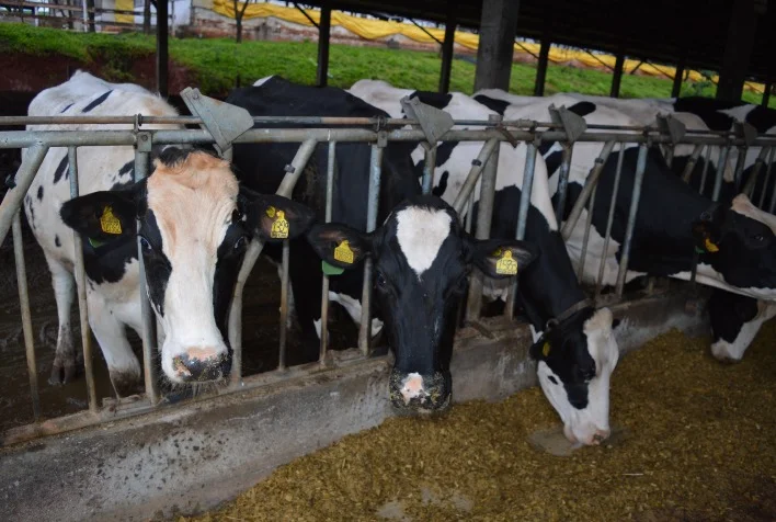 Cotribá amplia uso de tecnologia para monitoramento animal 2 cotriba amplia uso de tecnologia para monitoramento animal 1