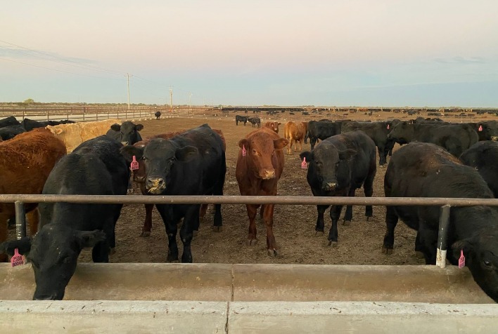 Curso gratuito com especialistas da Kemin fala da importância do intestino para produtividade e lucratividade do ruminante