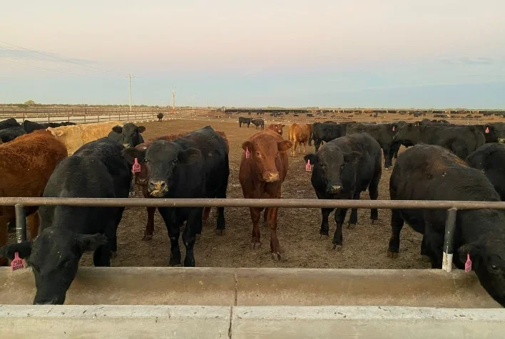 curso gratuito com especialistas da kemin fala da importancia do intestino para produtividade e lucratividade do ruminante