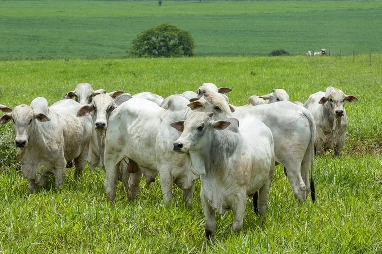 Custo de produção na pecuária bovina diminui no primeiro semestre de 2021 2 custo de producao na pecuaria bovina diminui no primeiro semestre de 2021 2
