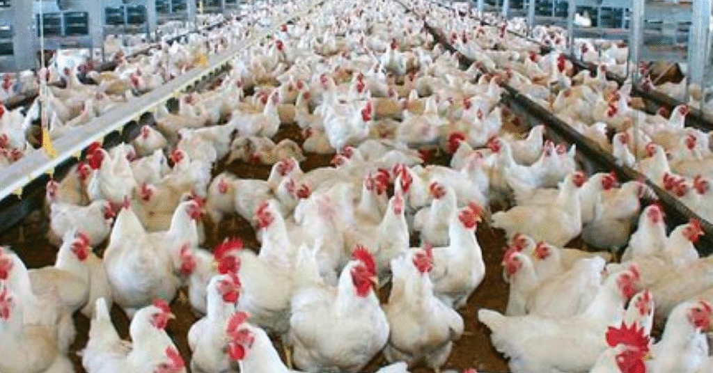 custo total de producao de suinos e de frangos de corte recuam em marco portal dbo