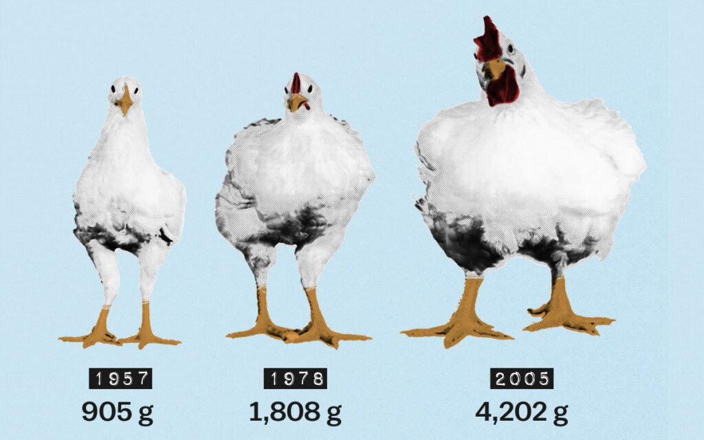 de frangos com hormonios a carne mais consumida no mundo entenda o porque