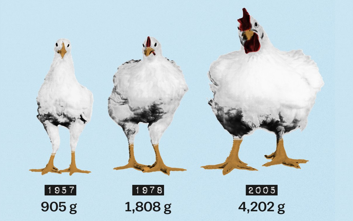 de frangos com hormonios a carne mais consumida no mundo entenda o porque