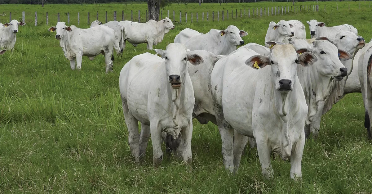 desmame precoce acelera producao portal dbo