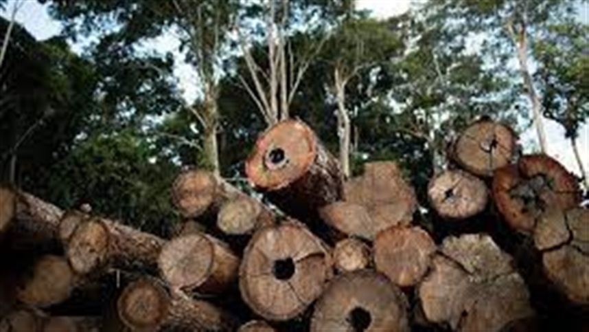 desmatamento na amazonia multas crescem 219 1