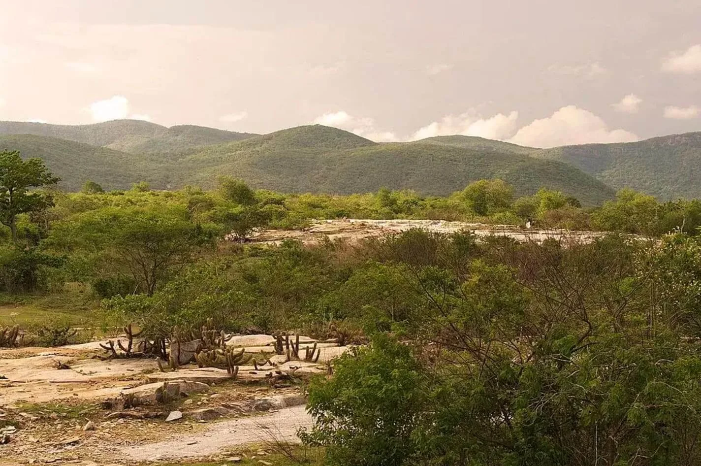 Dia da Caatinga: estudo aponta aumento da agropecuária no bioma 23 Caatinga, agricultura, agropecuária, bioma, Nordeste, clima semiárido, sustentabilidade, diversificação, recursos naturais, desenvolvimento regional