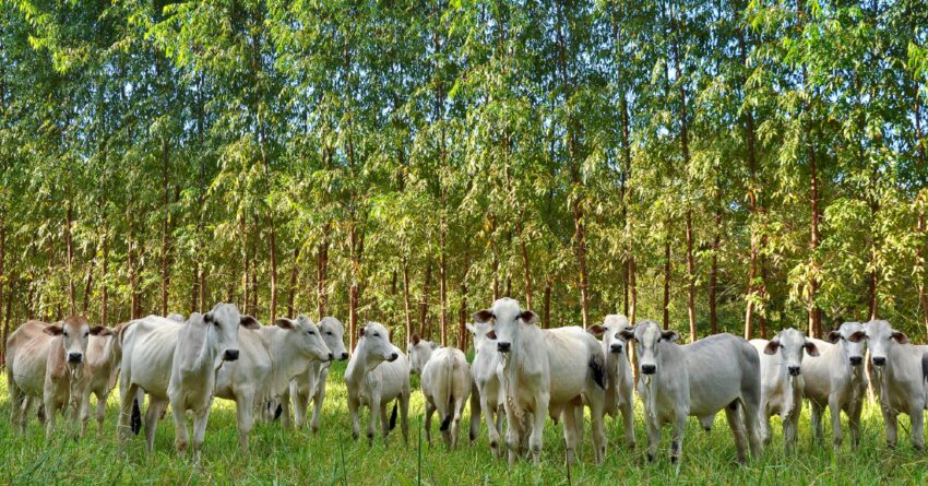 dia de campo em goias apresenta eficiencia e sustentabilidade de sistemas integrados portal dbo